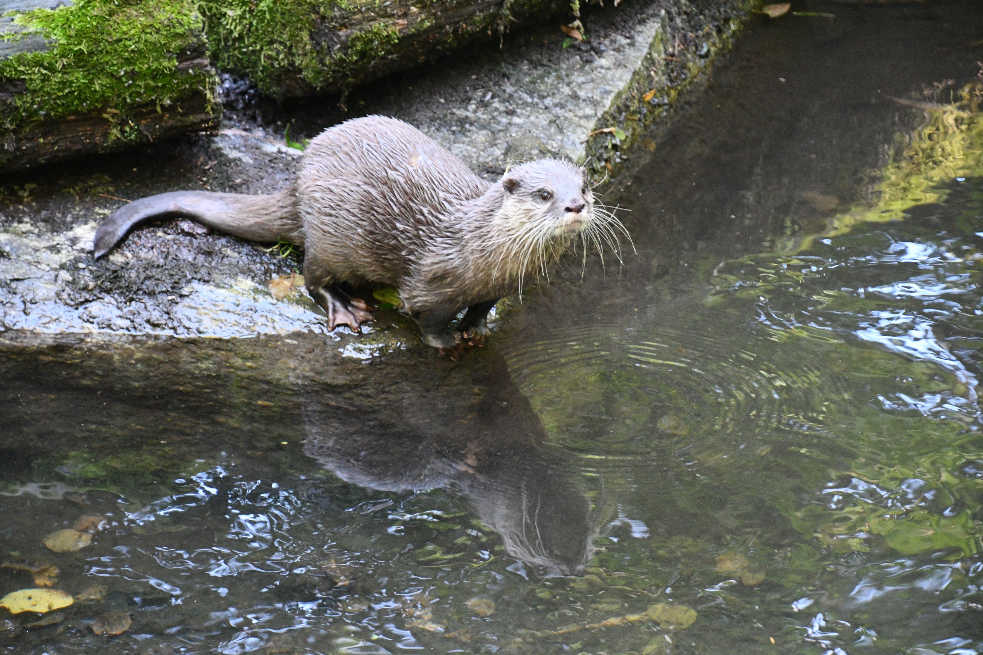 Asian Small-clawed Otter