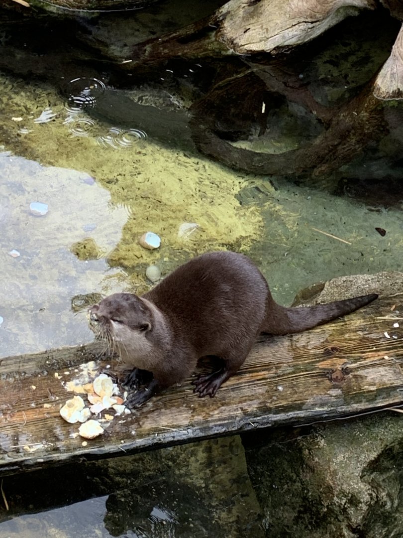 Asian small-clawed otter
