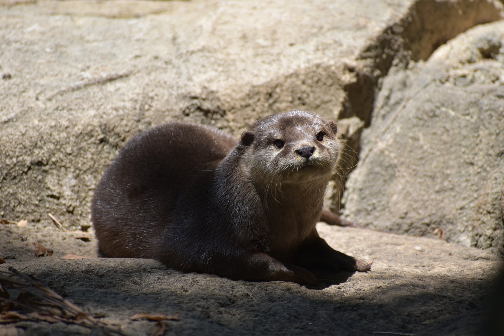 Asian Small Clawed Otter