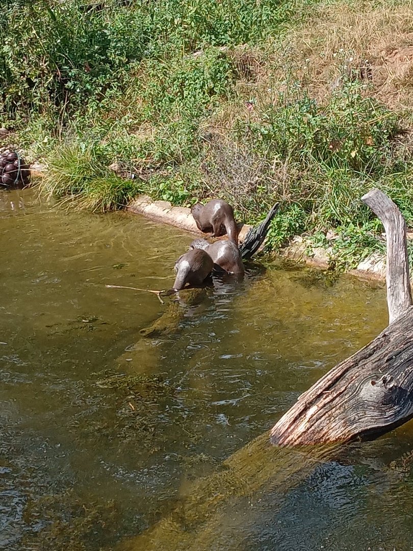 Asian Small-Clawed Otter