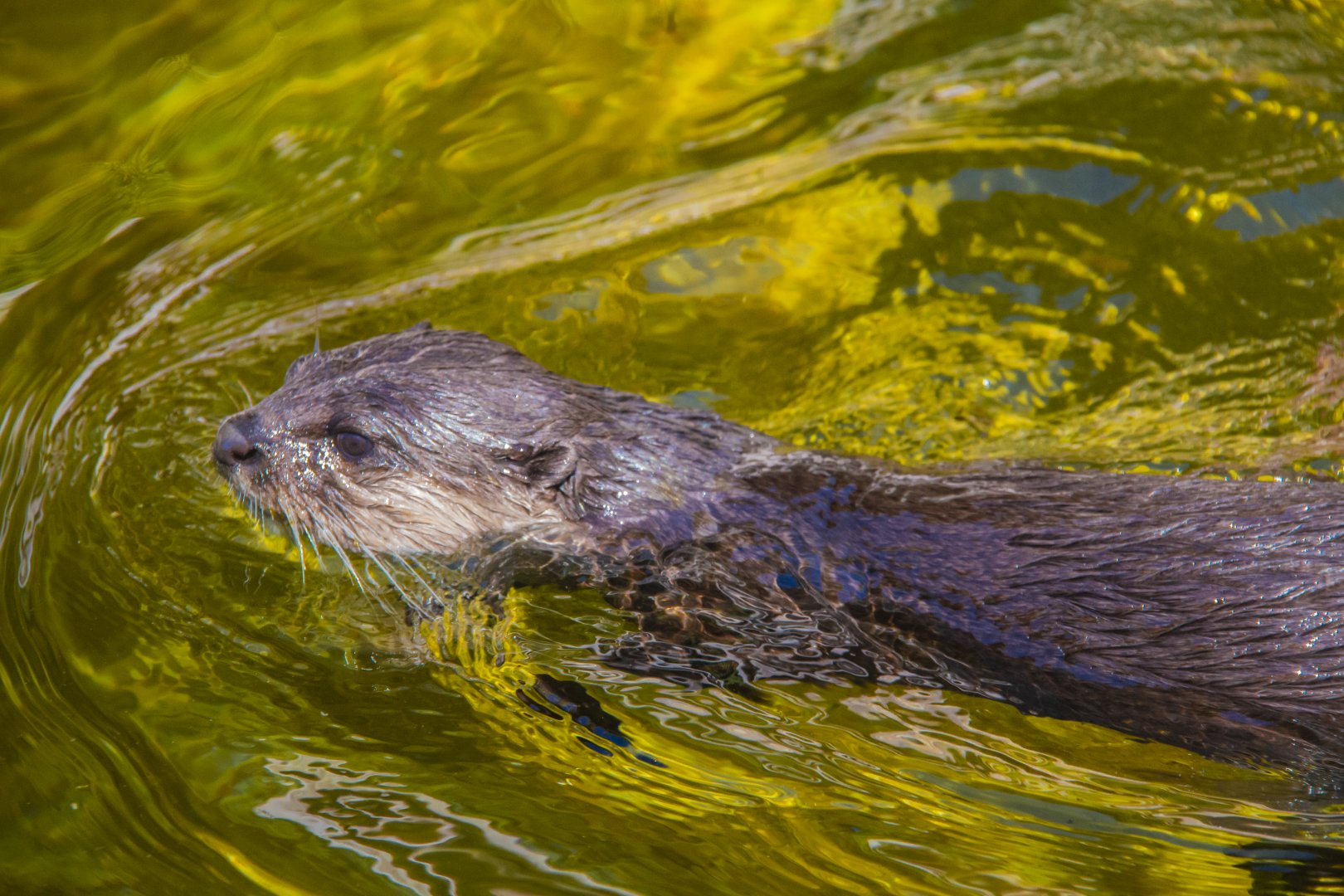 Asian Small-clawed Otter