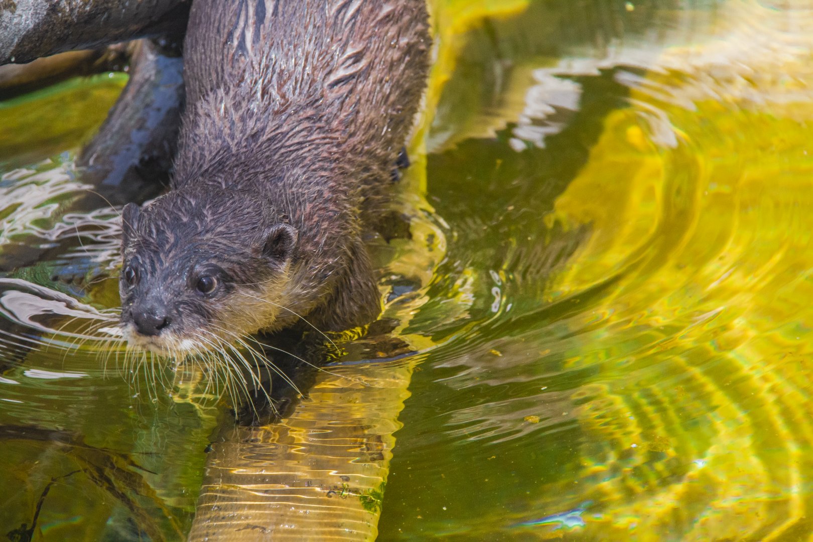 Asian Small-clawed Otter