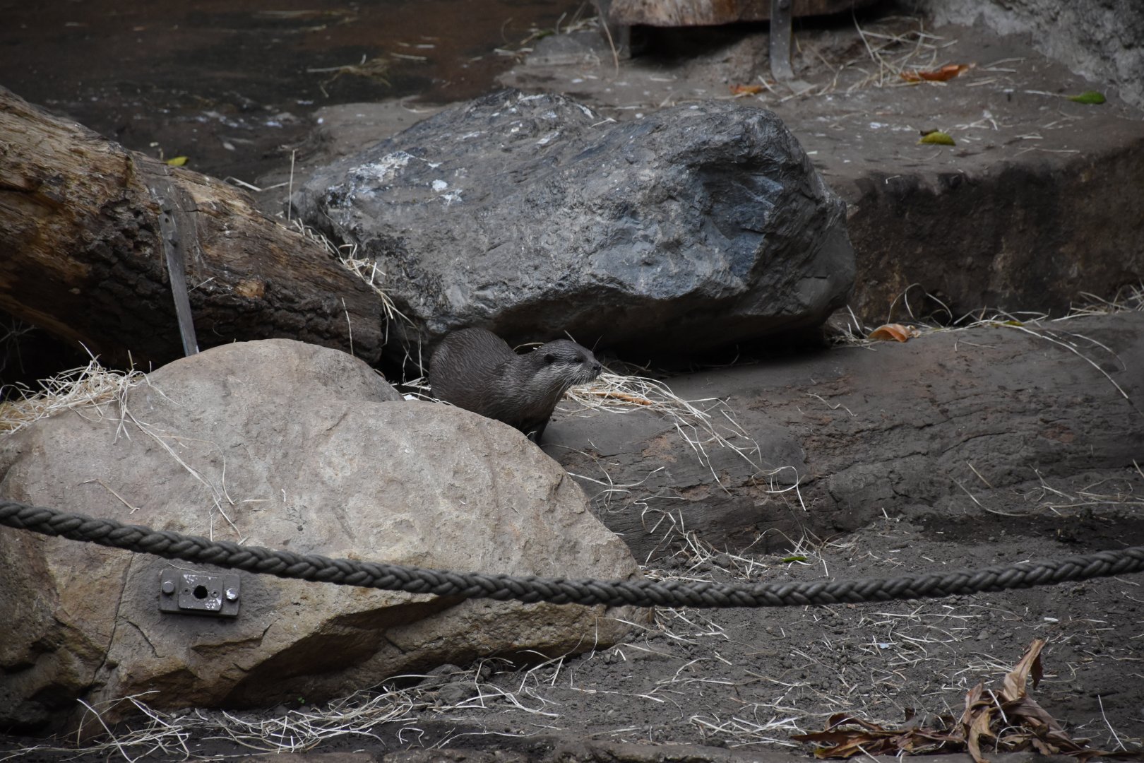 Asian small-clawed otter