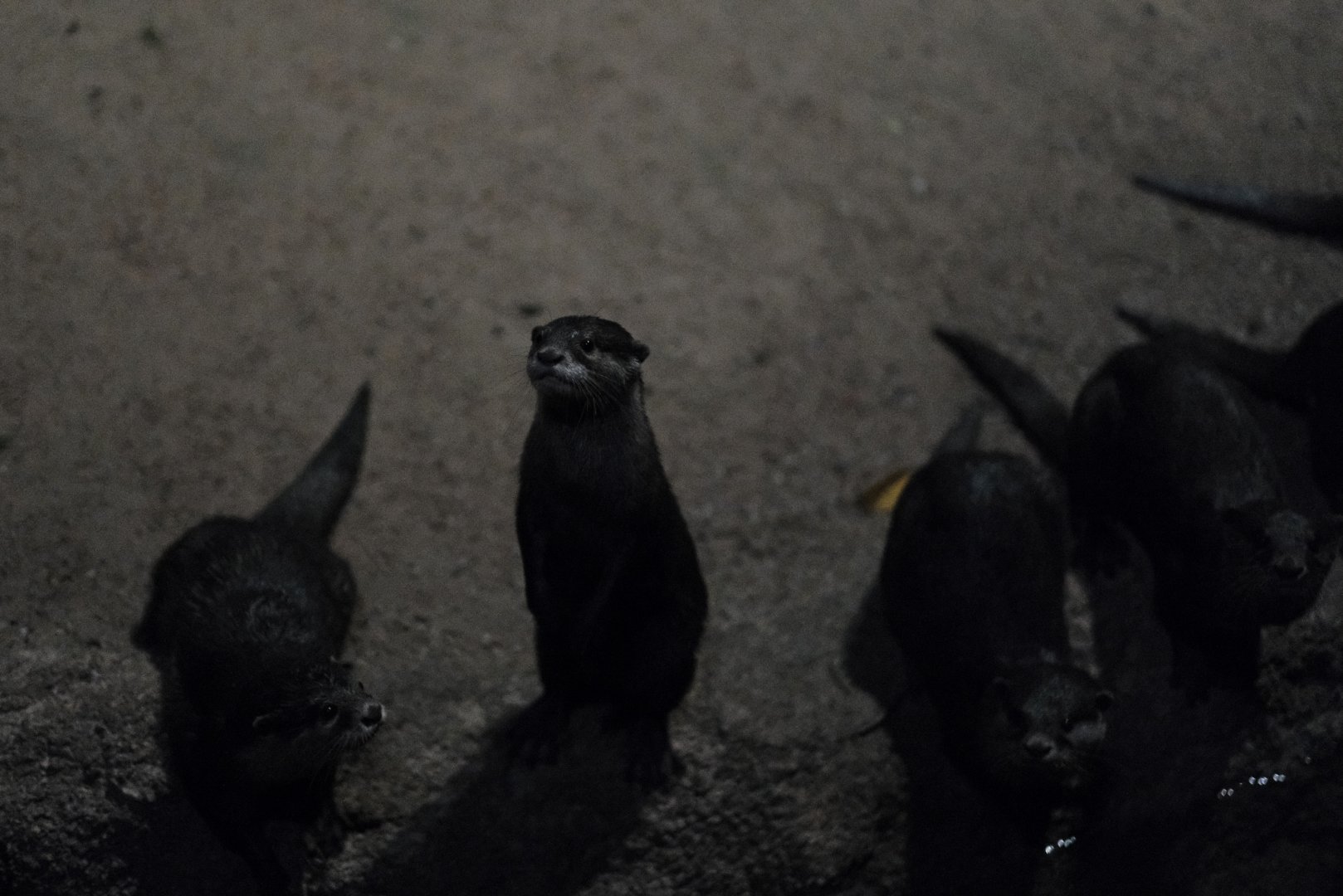 Asian Small-clawed Otter