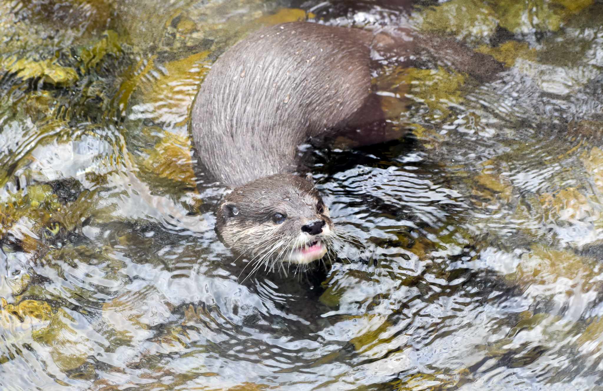 Asian Small-clawed Otter