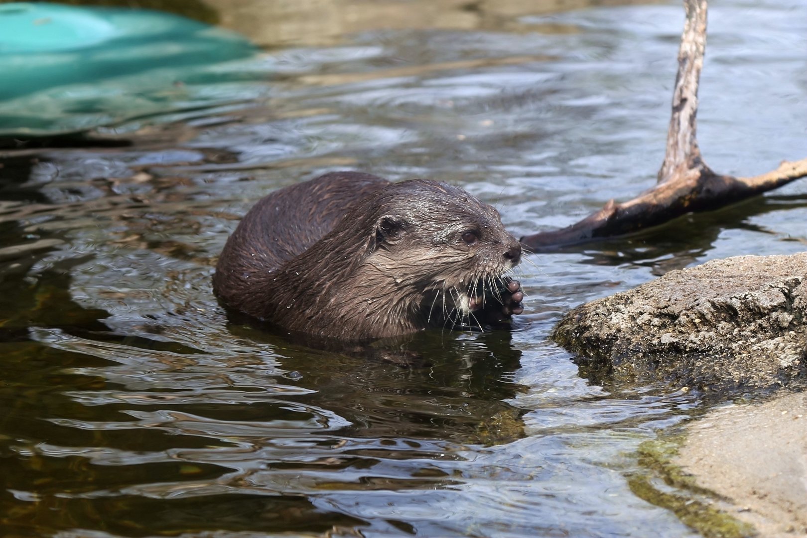 Asian Small-clawed Otter