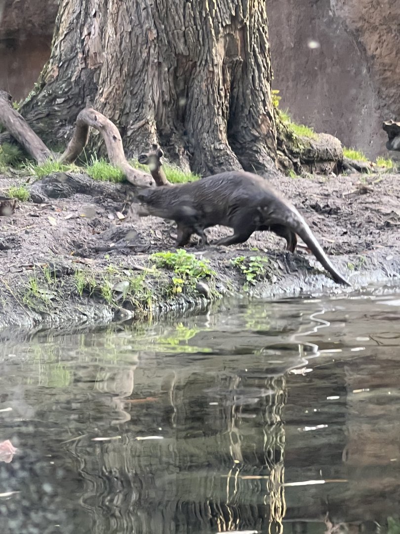 Asian Small-Clawed Otter