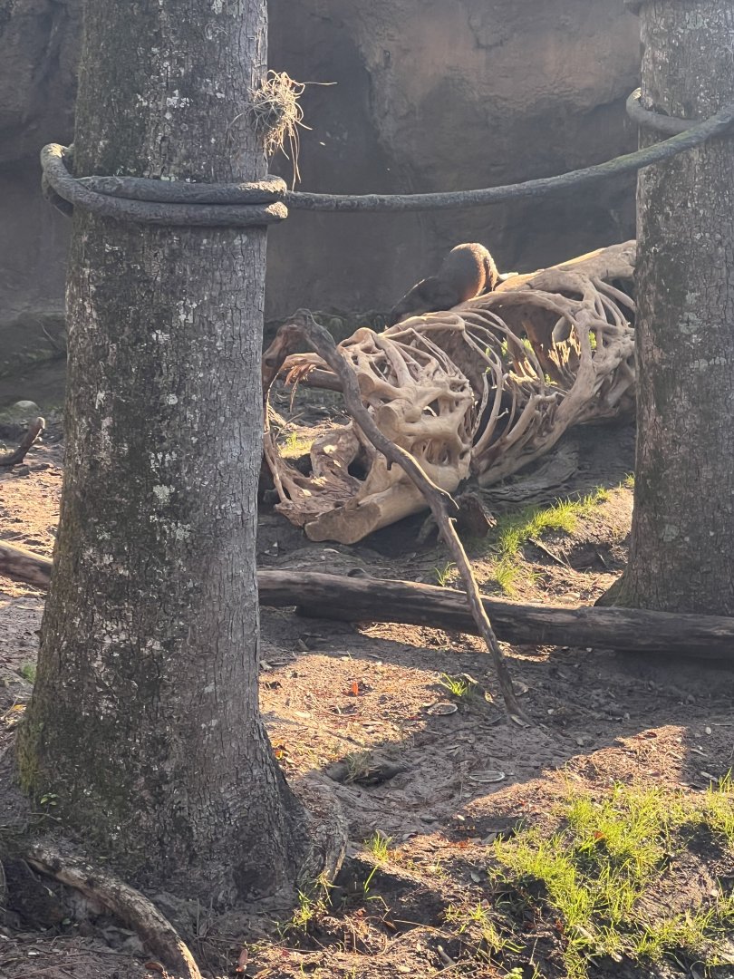 Asian Small-Clawed Otter