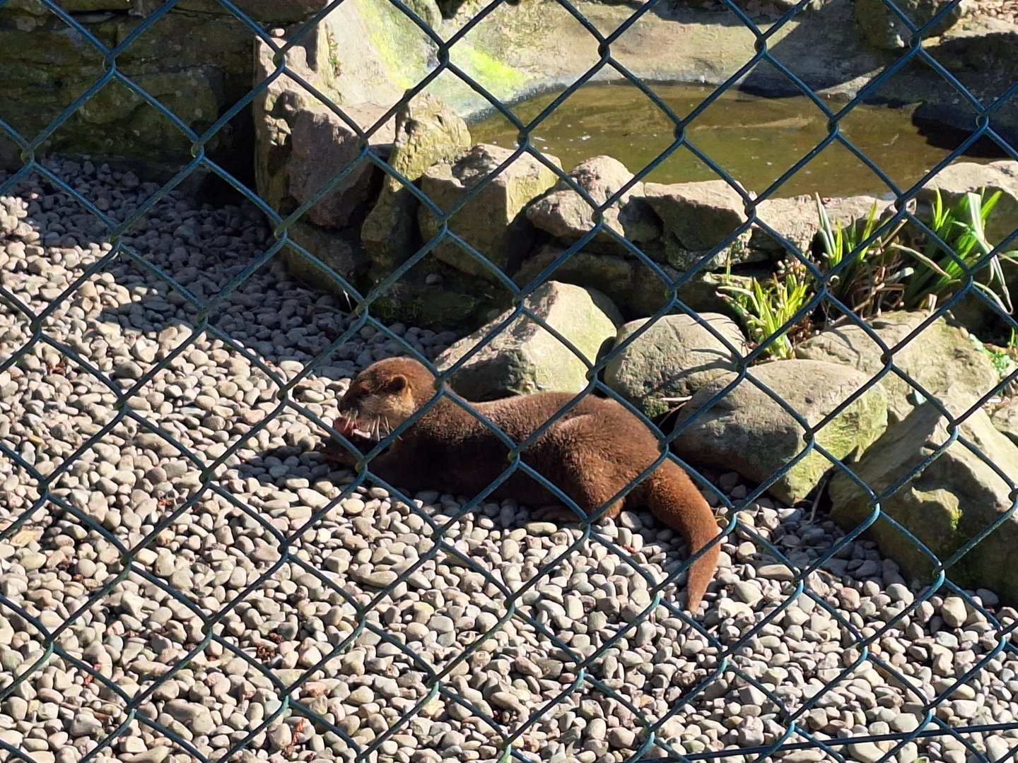 Asian Small-clawed Otter