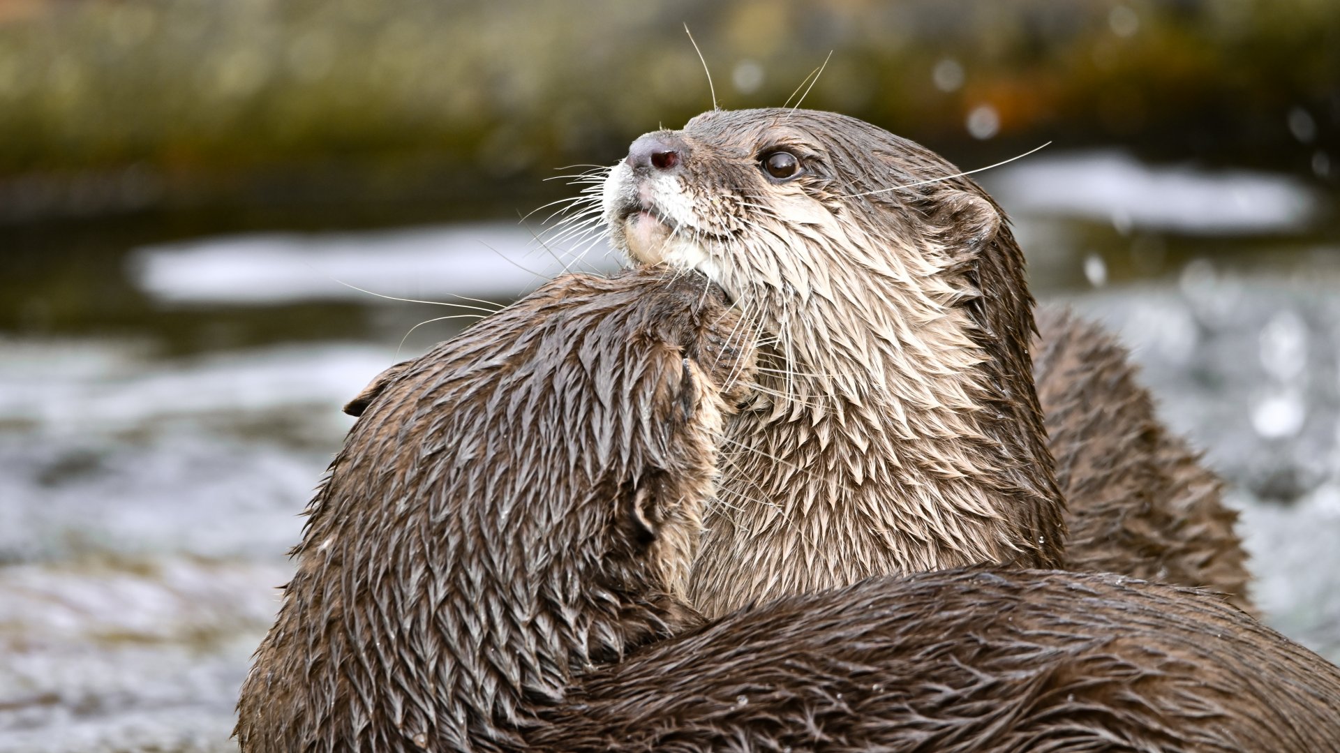 Asian small-clawed otter