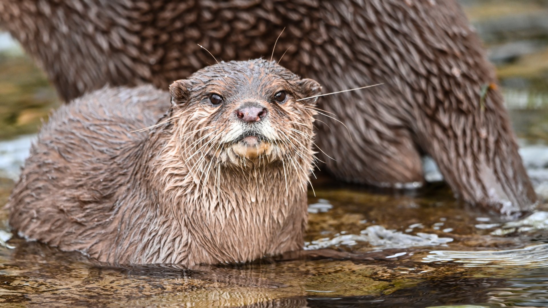 Asian small-clawed otter
