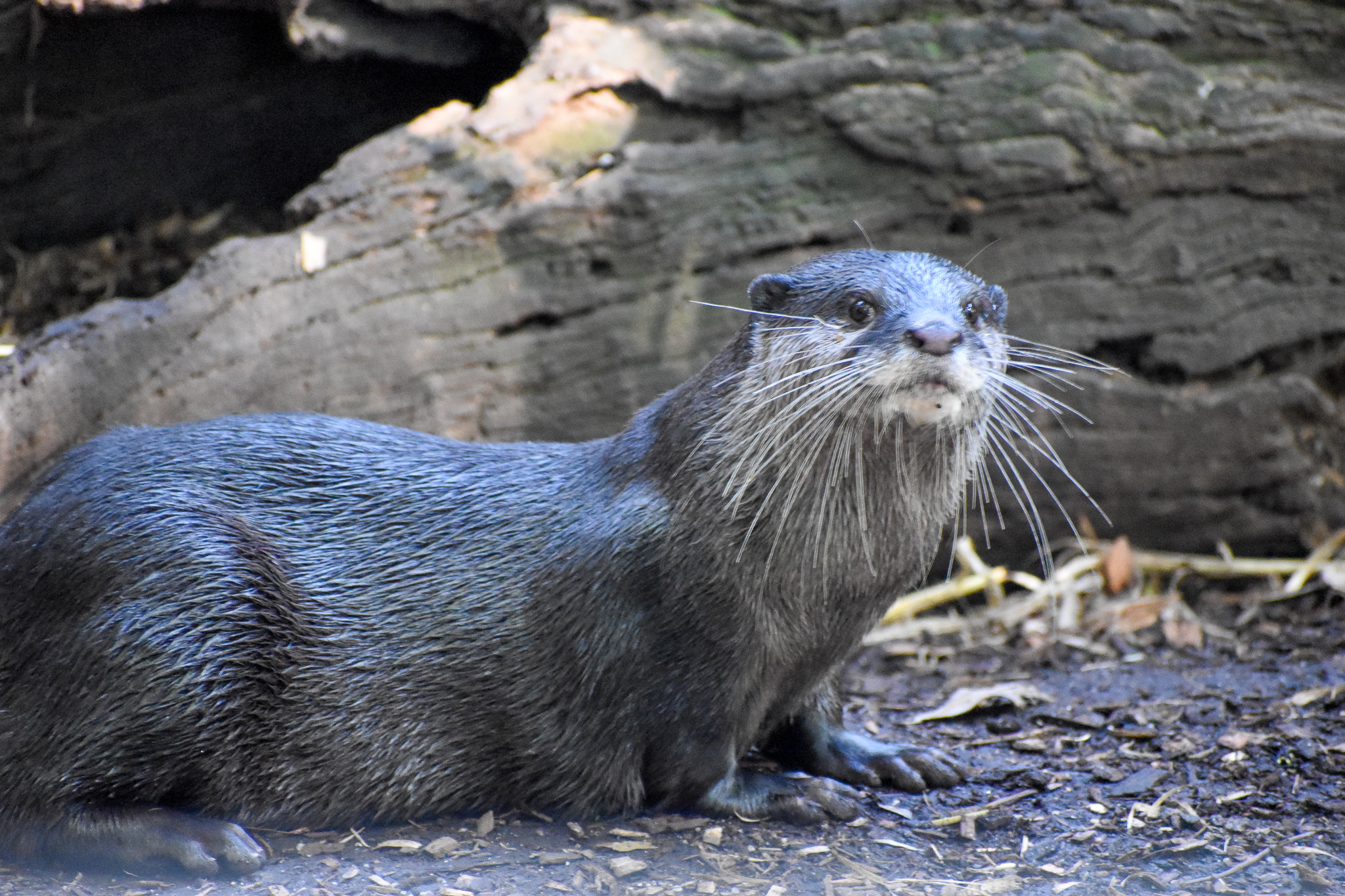 Asian Small-clawed Otter