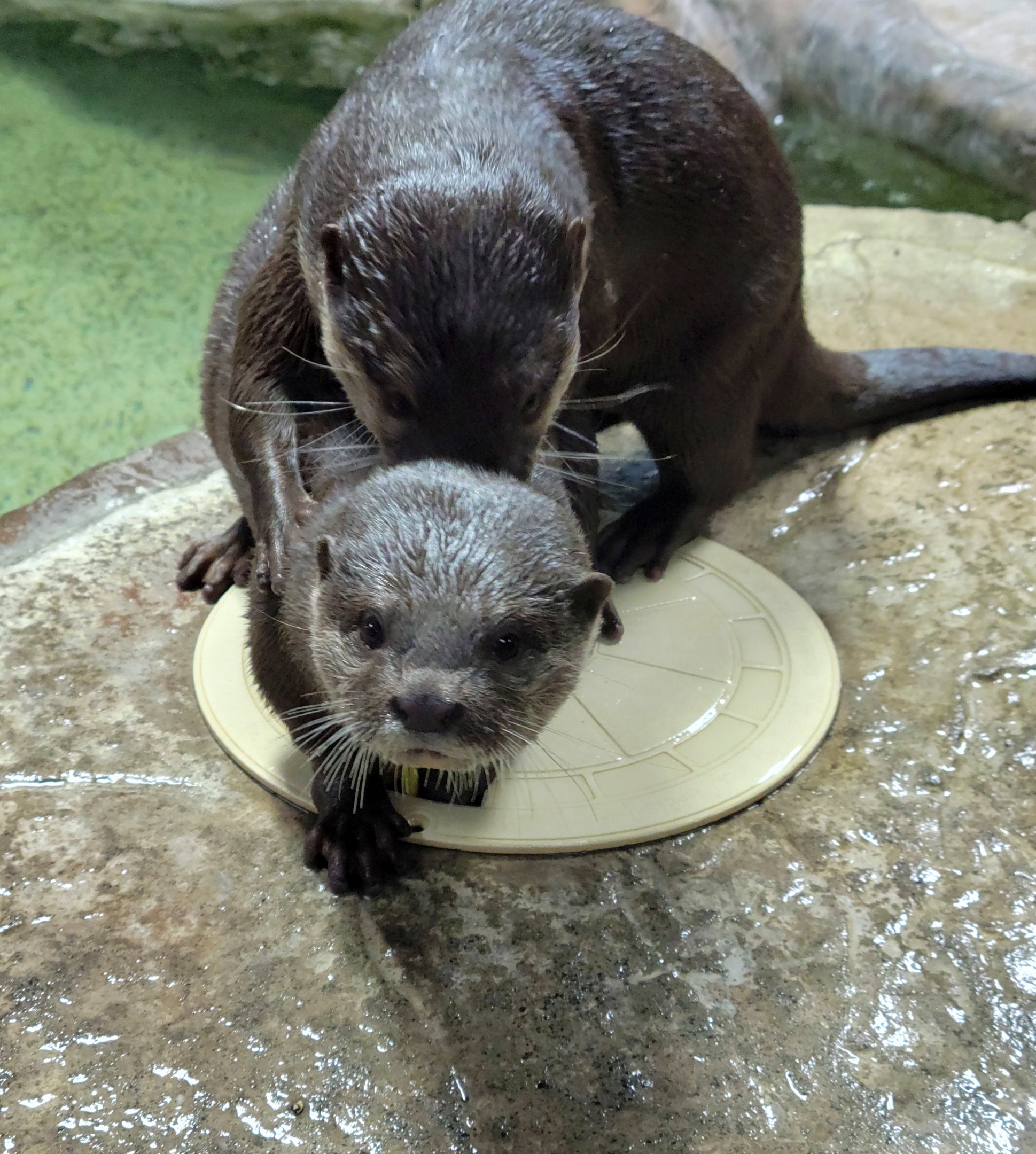Asian Small-Clawed Otter