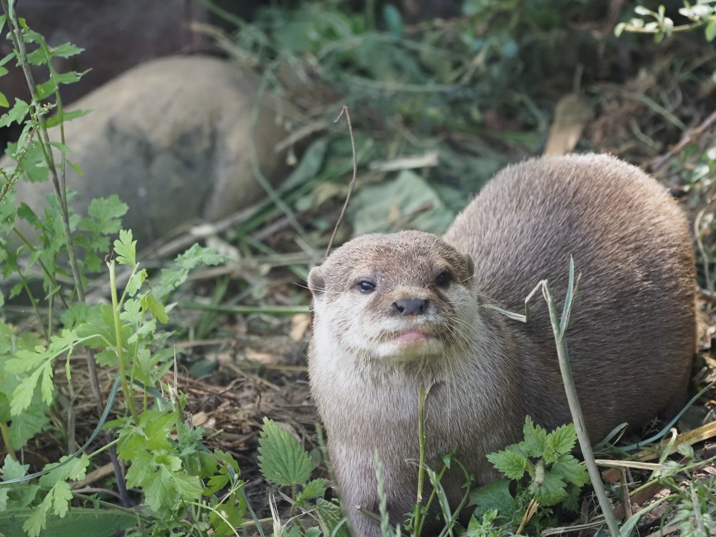 Asian Small-Clawed Otter