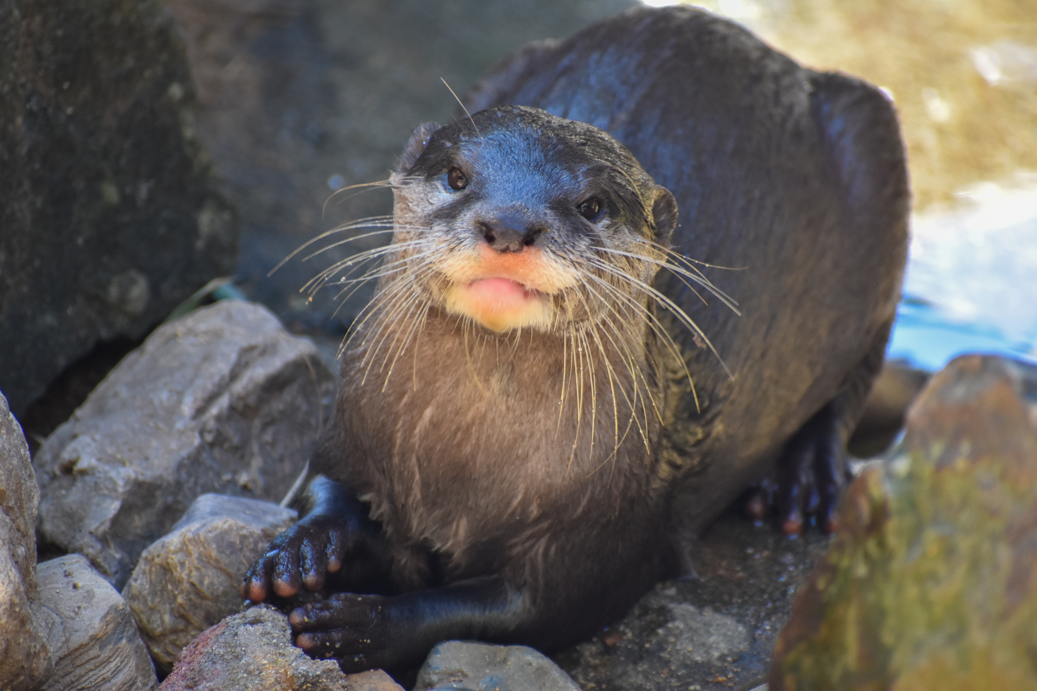 Asian Small-clawed Otter