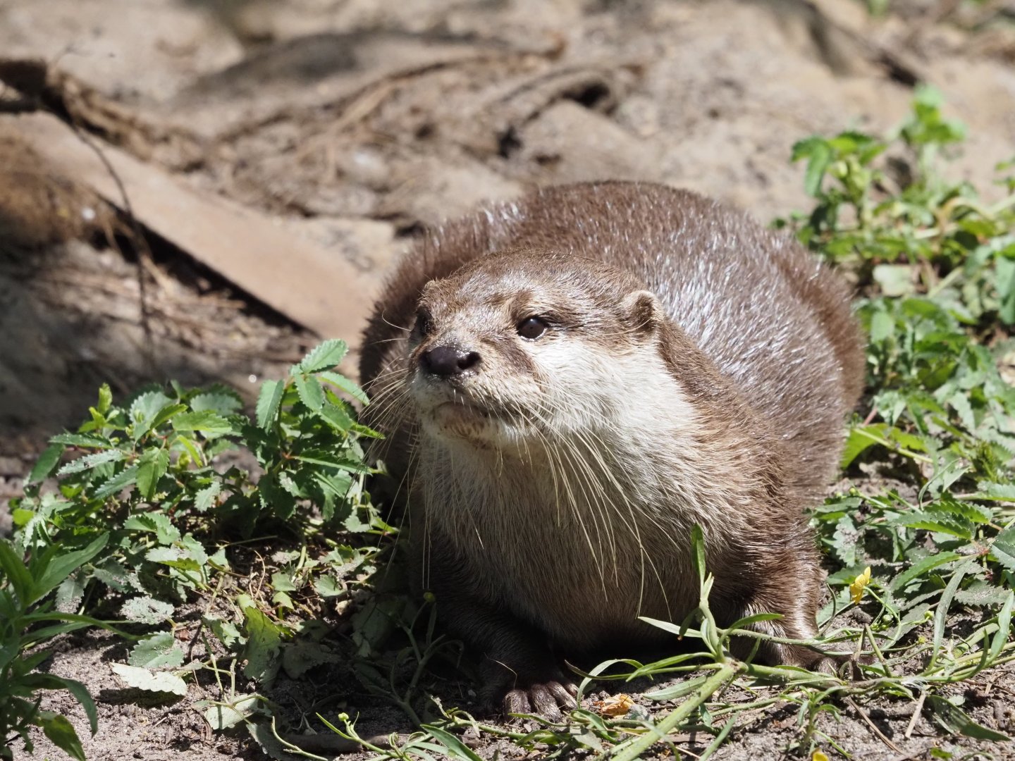 Asian Small-Clawed Otter