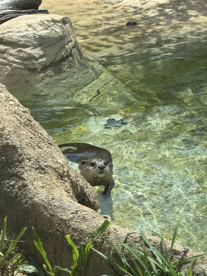 Asian Small Clawed Otter