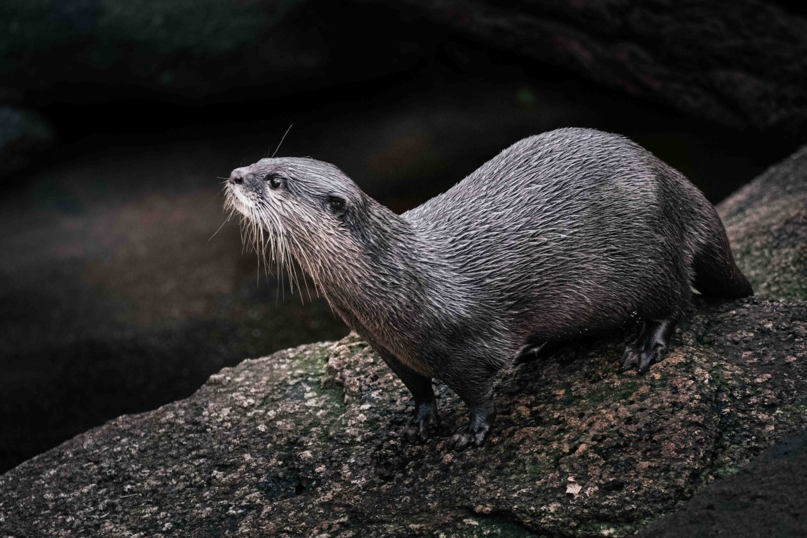 Asian Small Clawed Otter