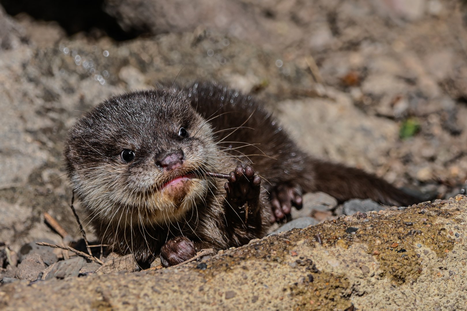Asian small-clawed otter