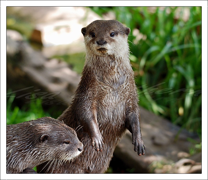 Asian Small Clawed Otter