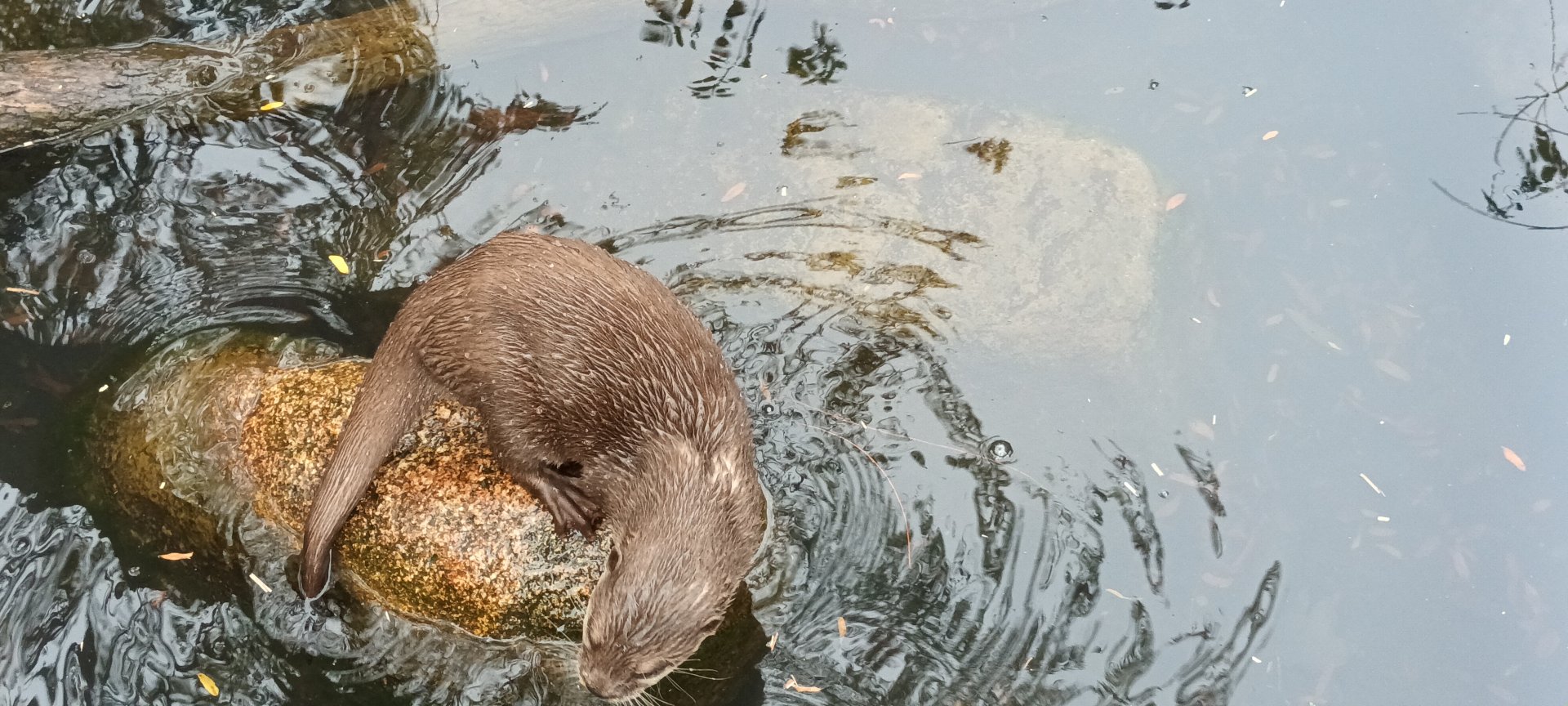 Asian small clawed Otter