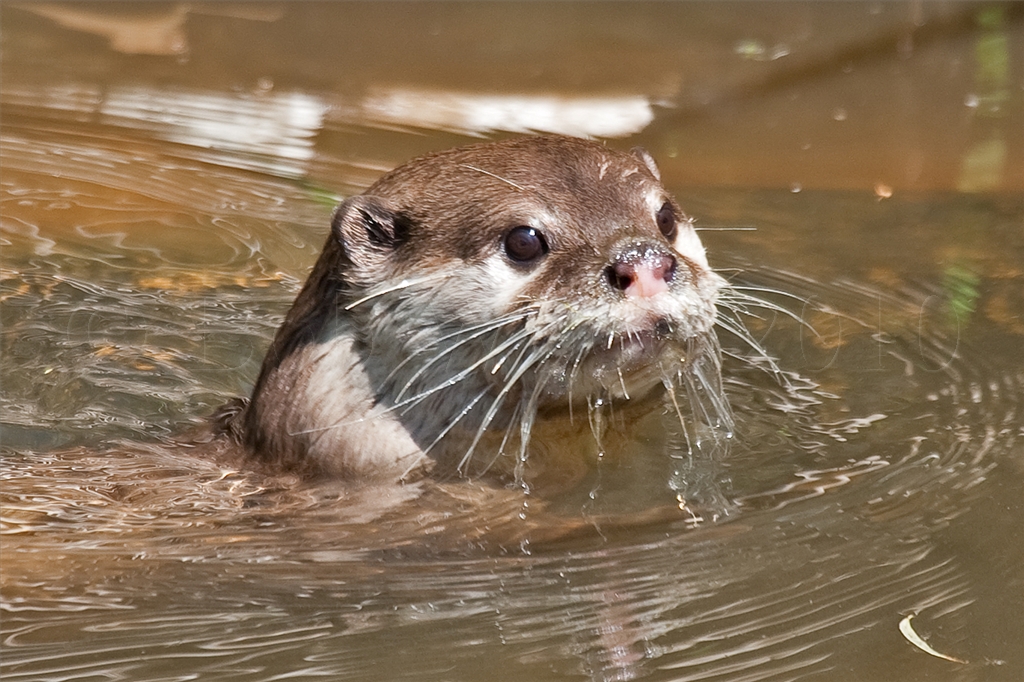 Asian small clawed otter
