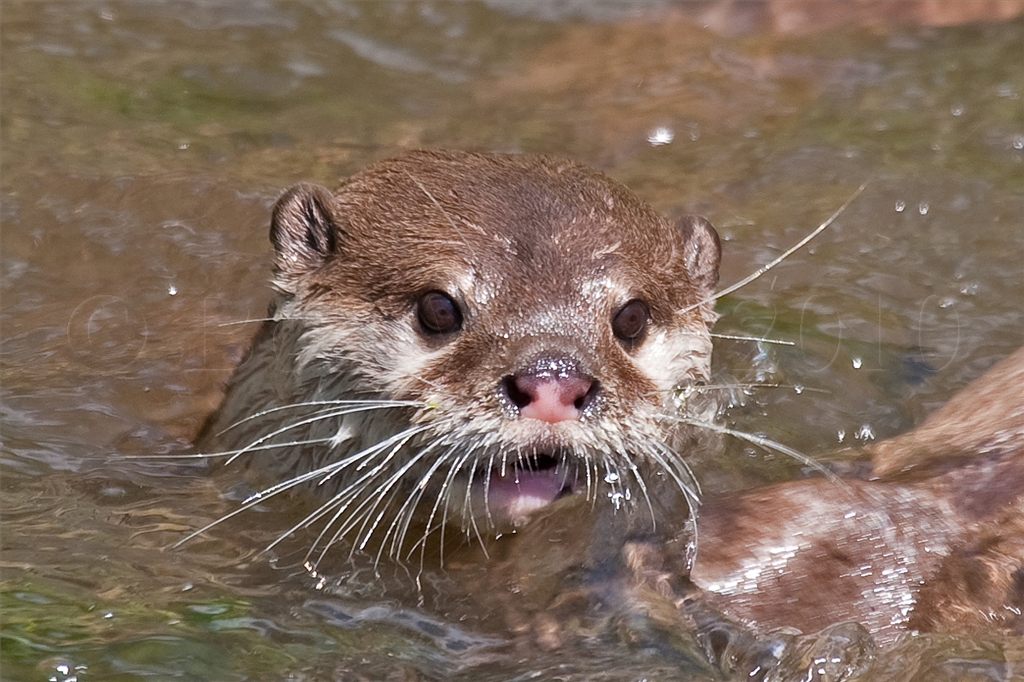 Asian small clawed otter