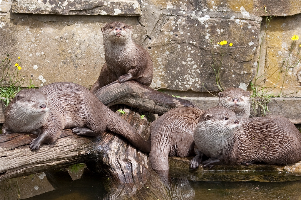 Asian small clawed otter