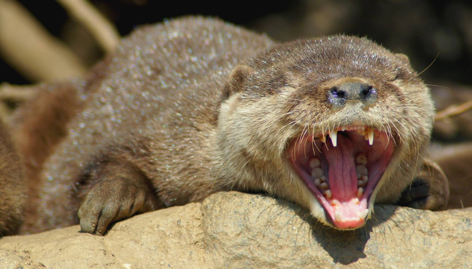 Asian Small-clawed Otter