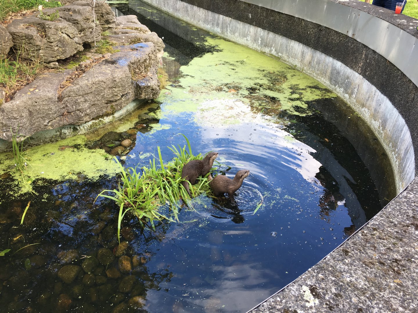 Asian small-clawed otters 040817