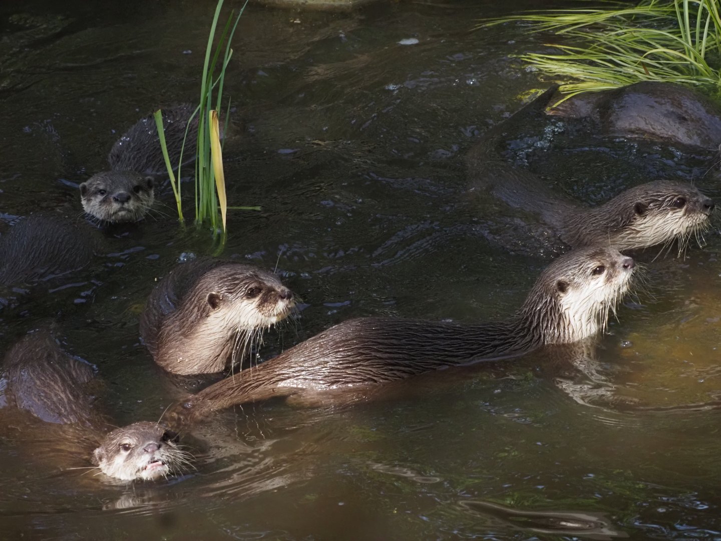 Asian Small-Clawed Otters 1