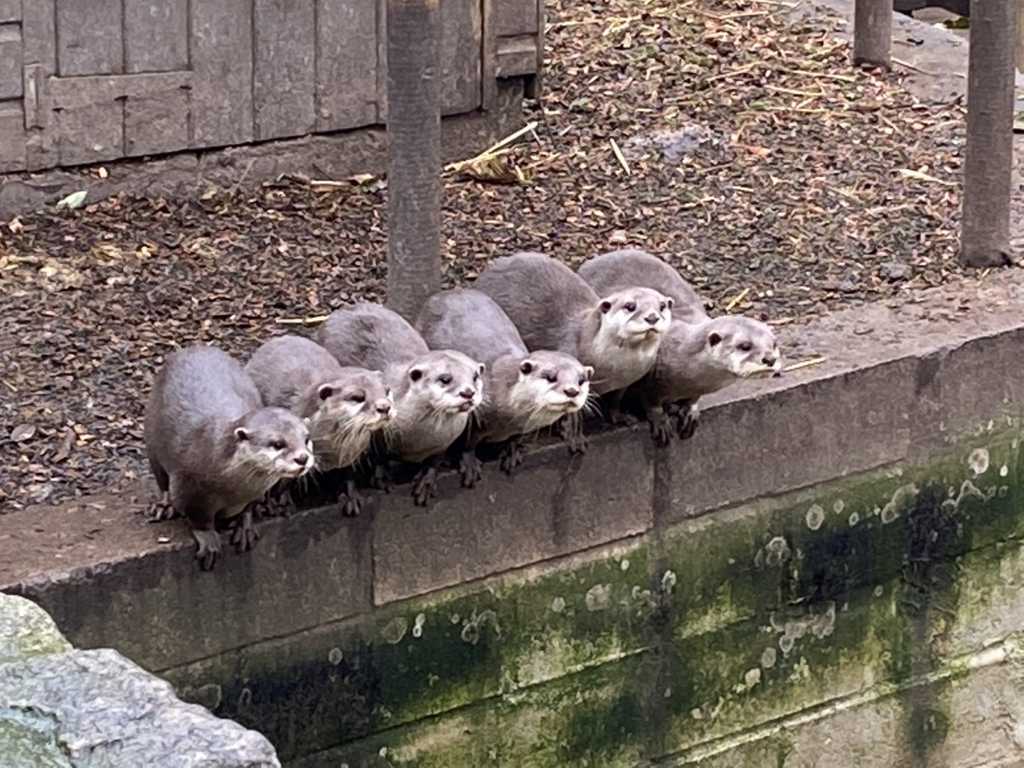 Asian small-clawed otters 111221