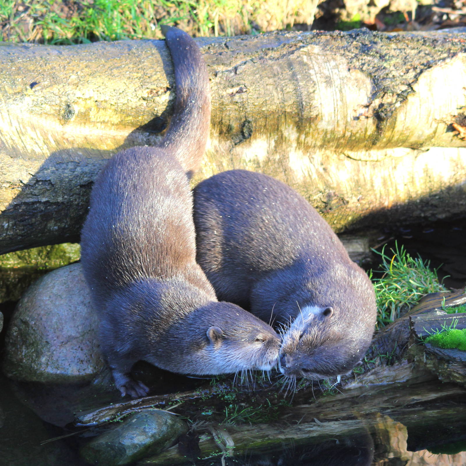 Asian Small-clawed otters 13-12-14