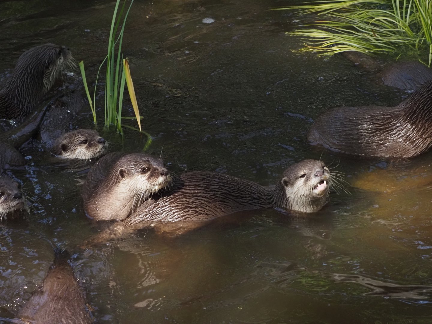 Asian Small-Clawed Otters 2