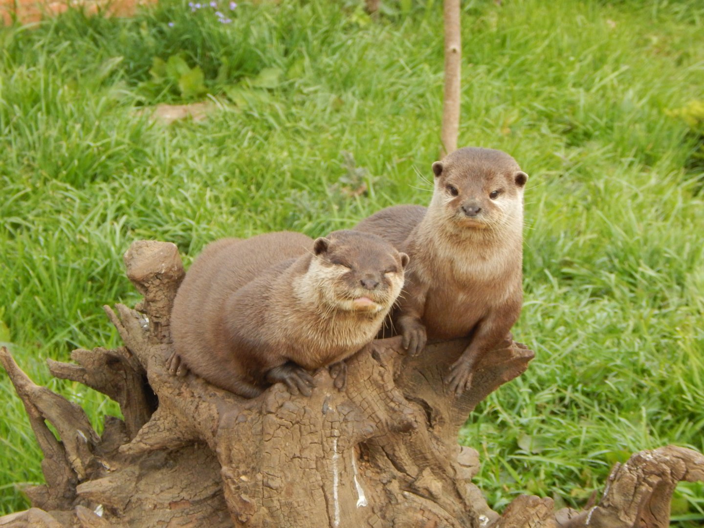 Asian small-clawed otters 210421