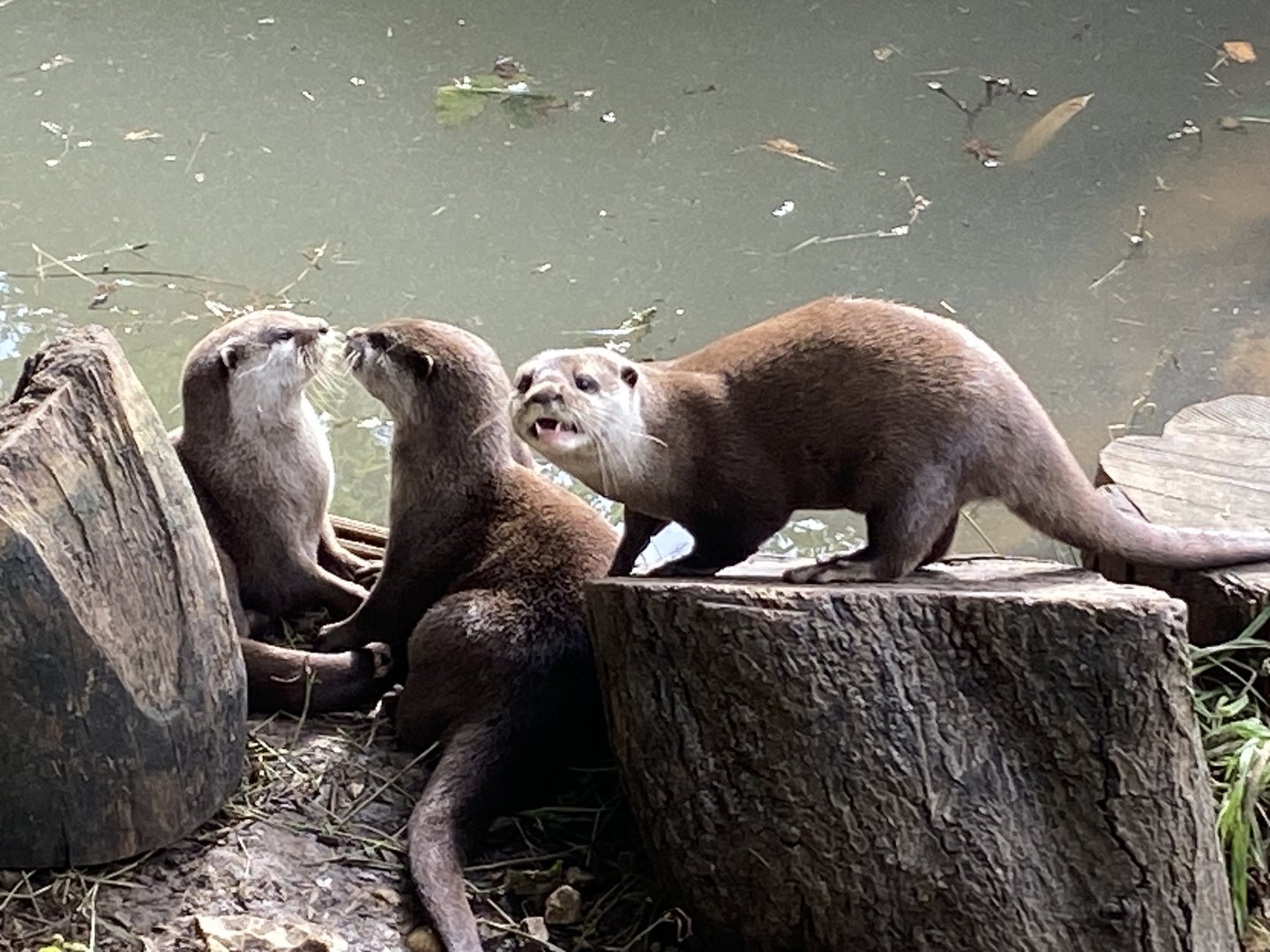 Asian small-clawed otters 290723