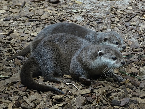Asian small-clawed otters (Aonyx cinerea) (07/22)