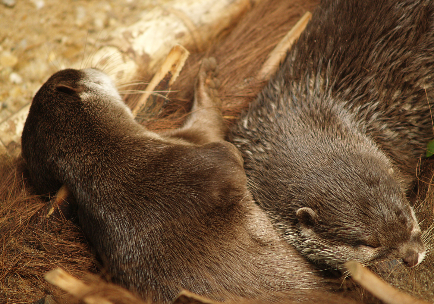 Asian small-clawed otters (Aonyx cinerea), 2006-07-08