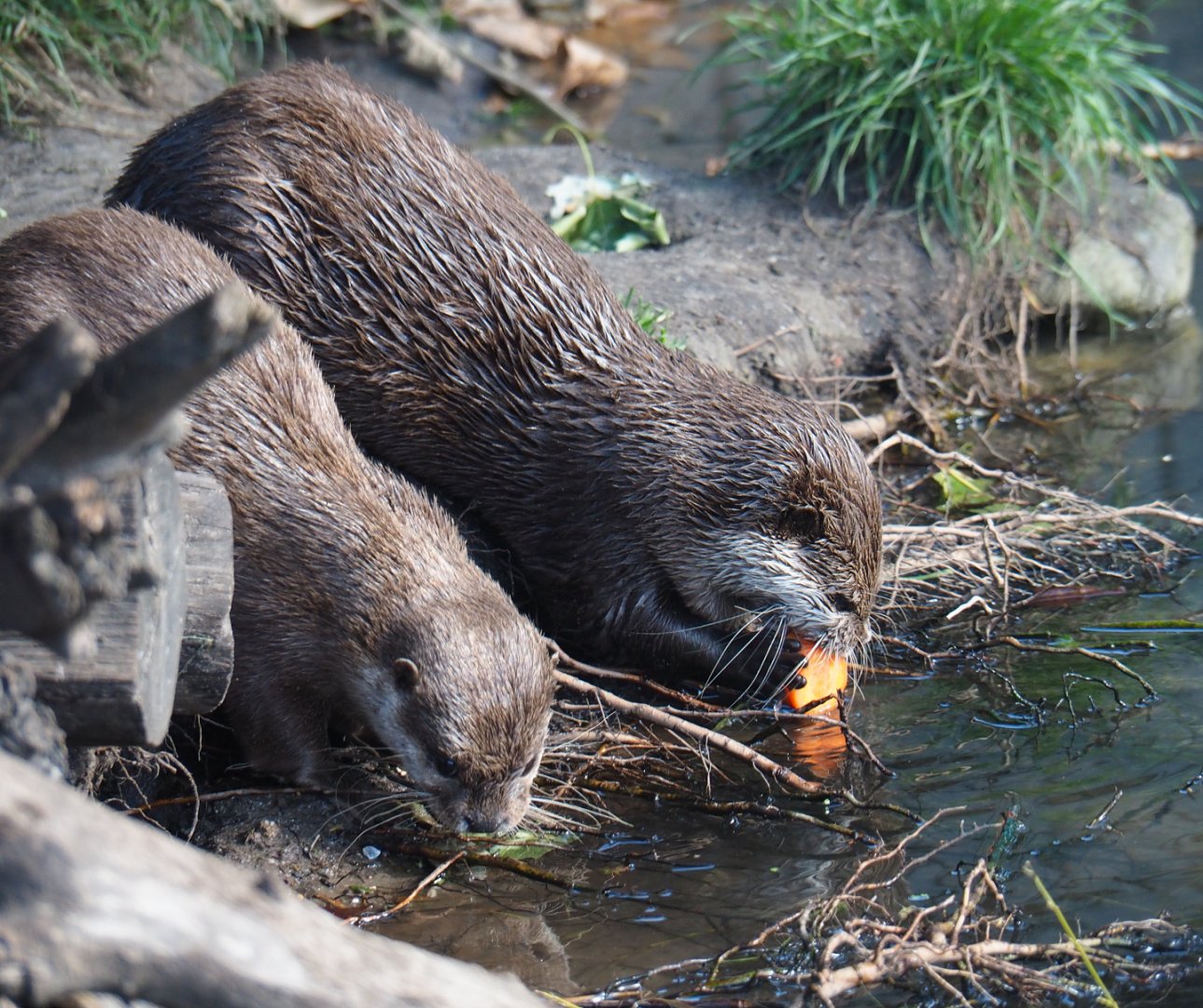 Asian small-clawed otters (Aonyx cinerea), 2019-06-01