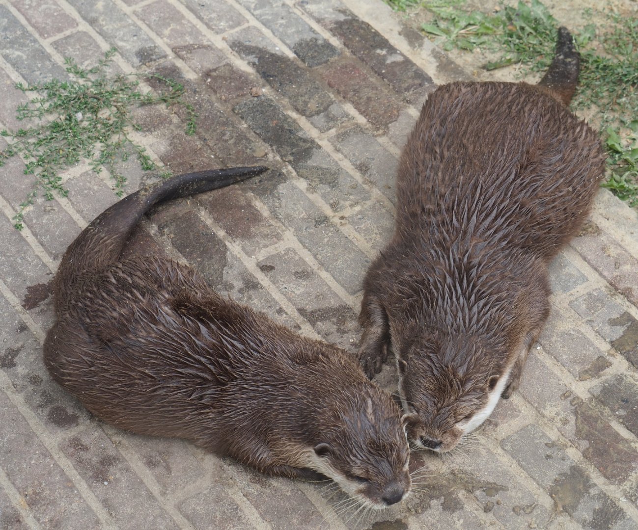 Asian small-clawed otters (Aonyx cinerea), 2019-08-11