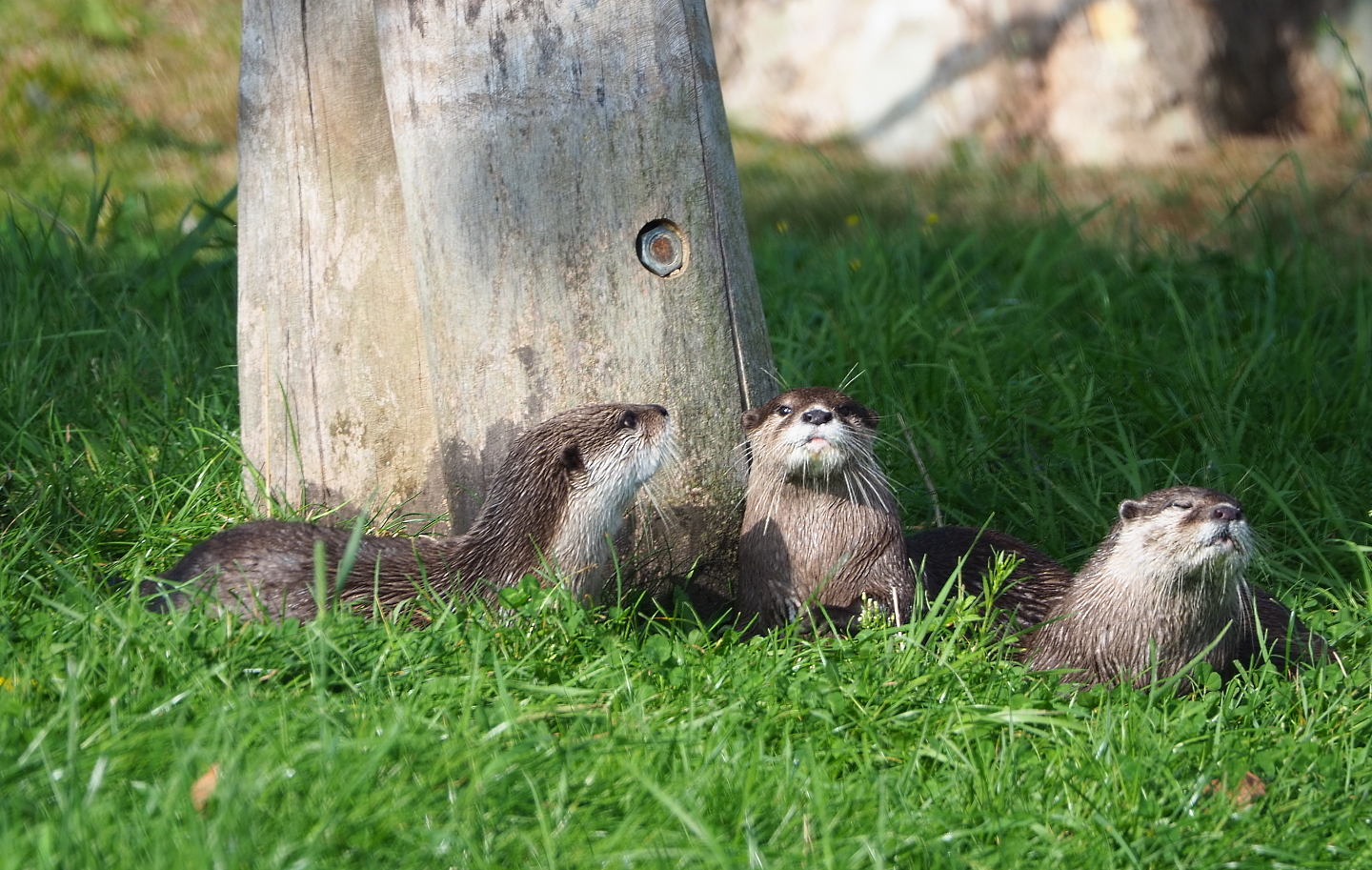 Asian small-clawed otters (Aonyx cinerea), 2021-09-02