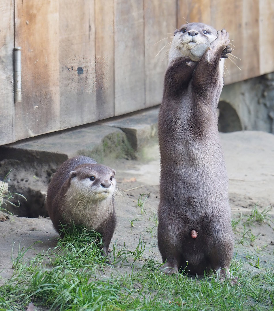 Asian small-clawed otters (Aonyx cinerea), 2022-10-19