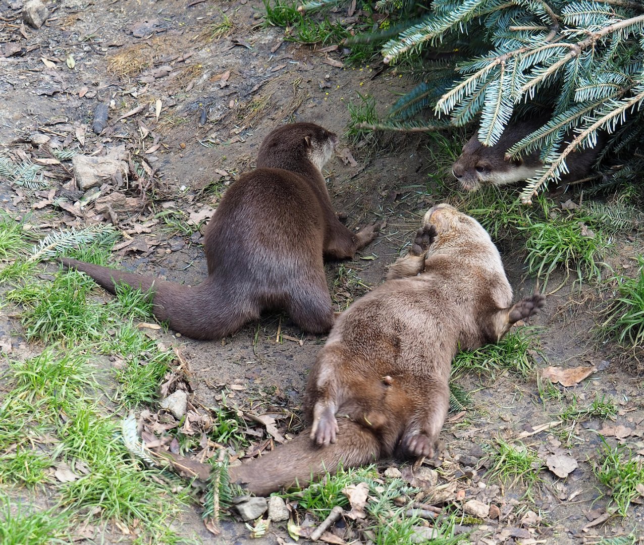 Asian small-clawed otters (Aonyx cinerea), 2024-03-04