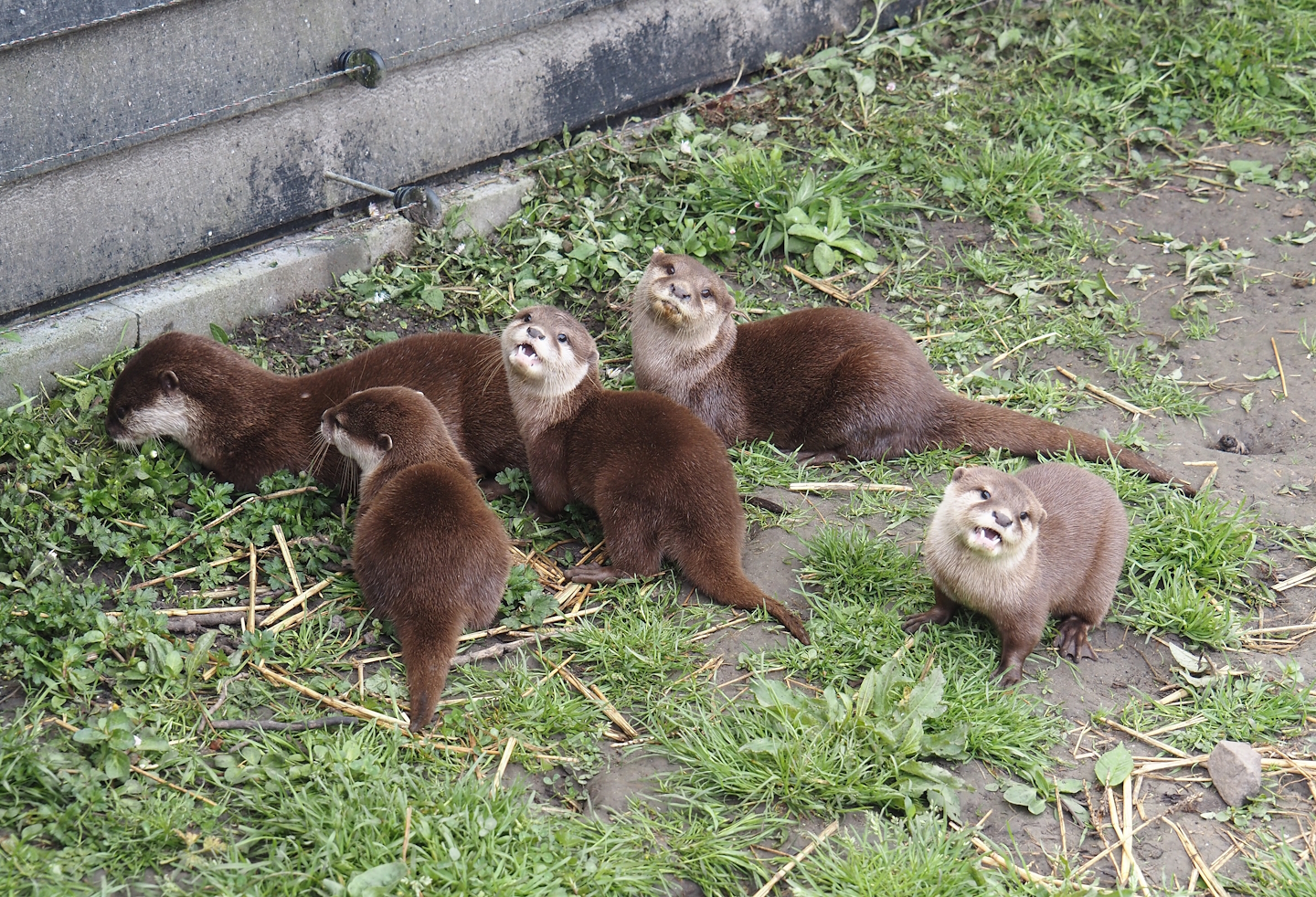 Asian small-clawed otters (Aonyx cinerea), 2024-05-11