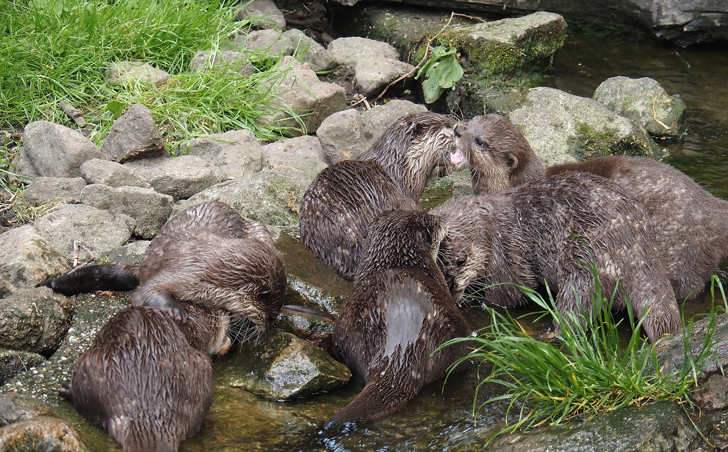 Asian small-clawed otters (Aonyx cinerea), 2025-05-22