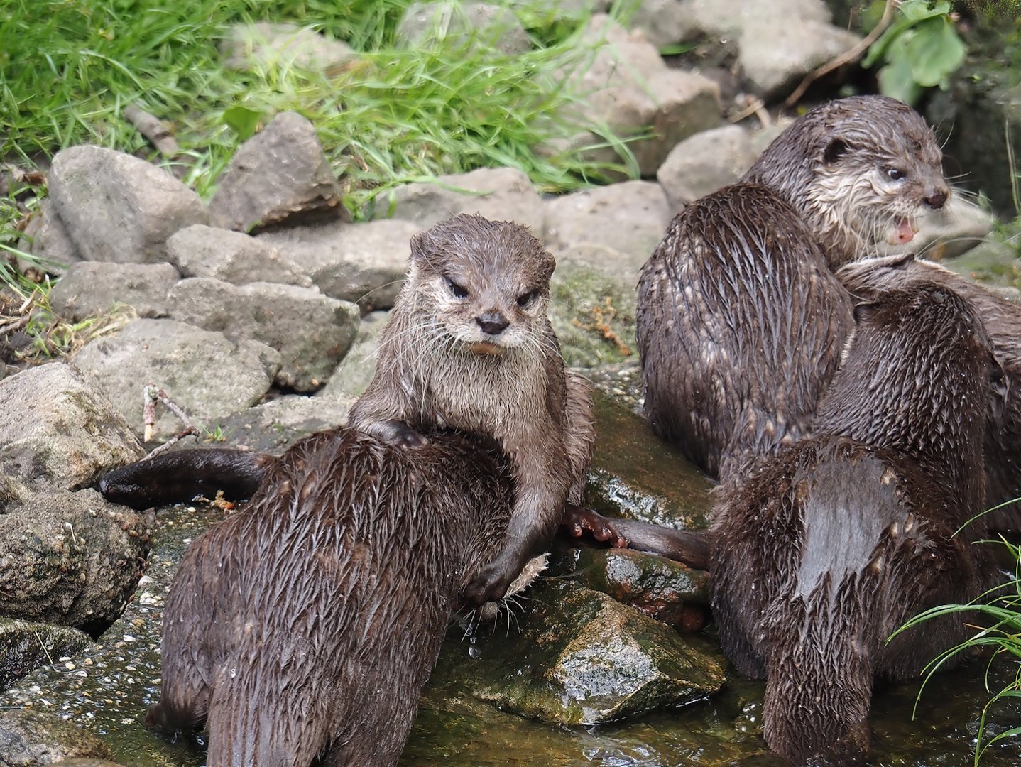 Asian small-clawed otters (Aonyx cinerea), 2025-05-22