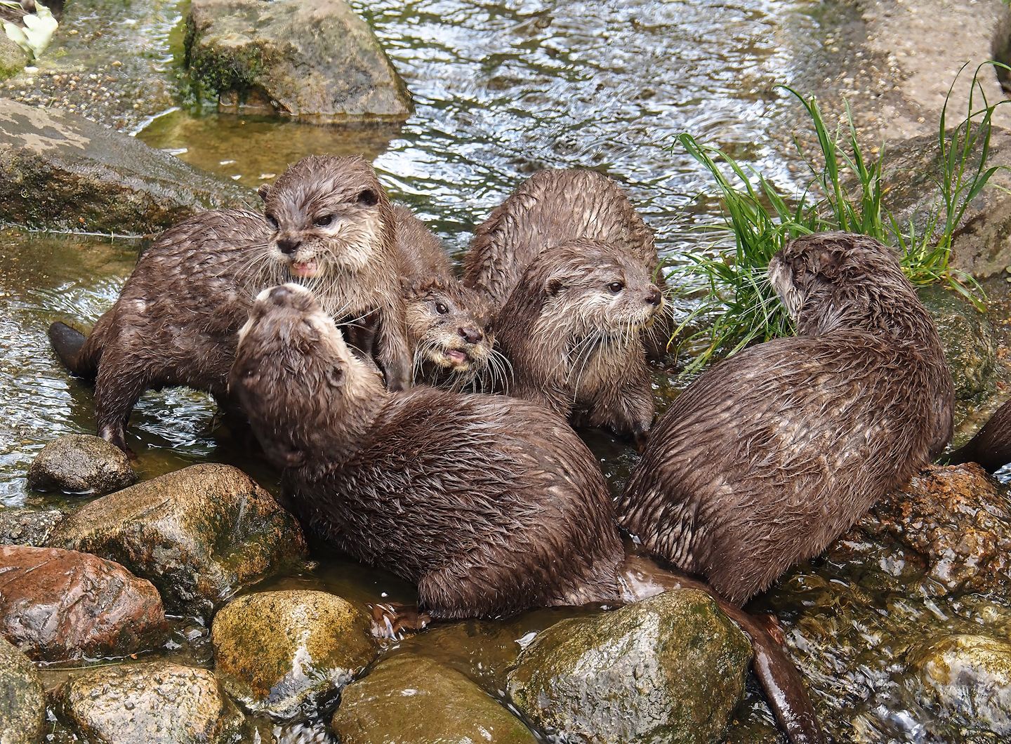 Asian small-clawed otters (Aonyx cinerea), 2025-05-22