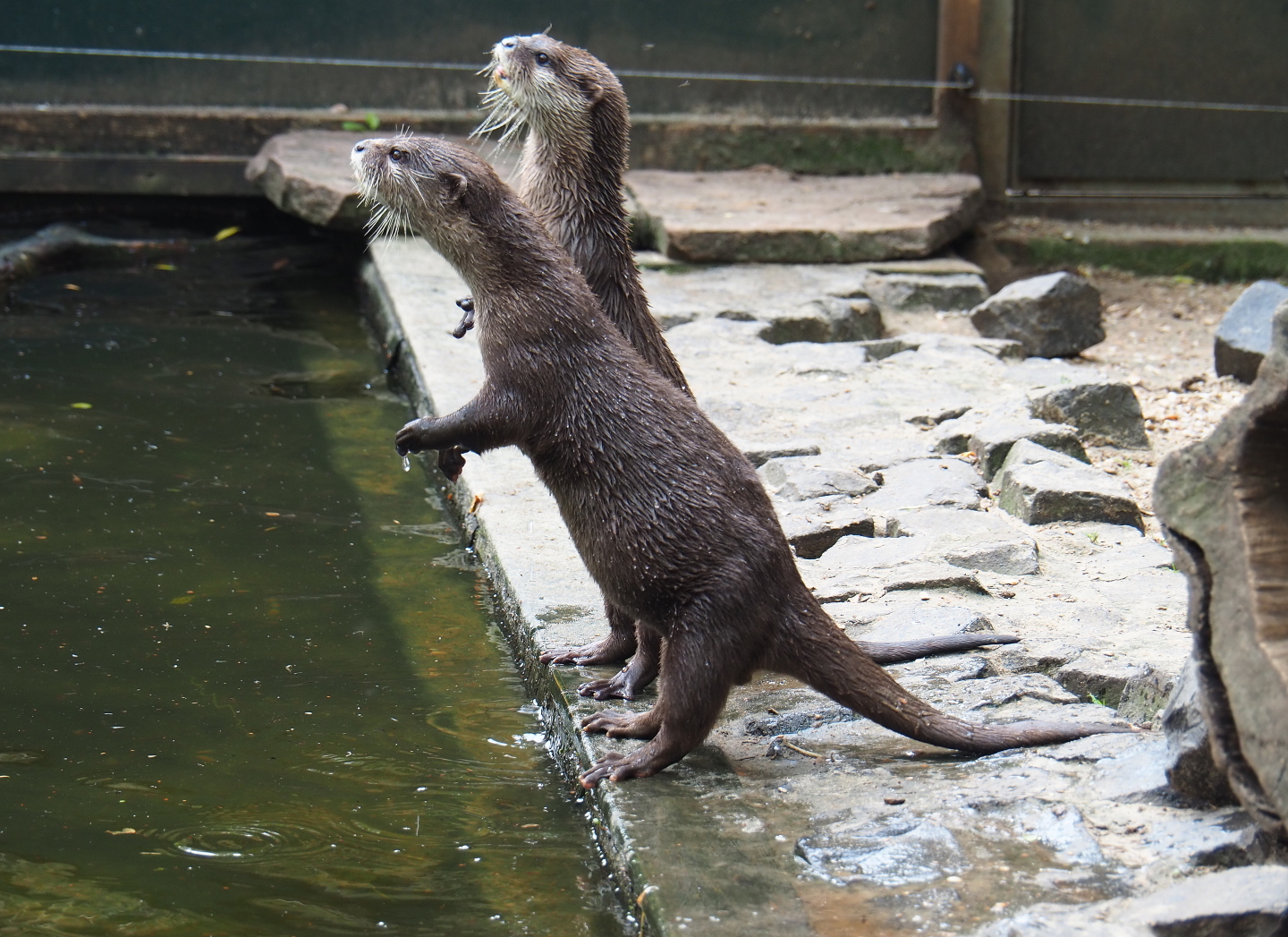 Asian small-clawed otters (Aonyx cinerea) waiting for food, 2019-05-25