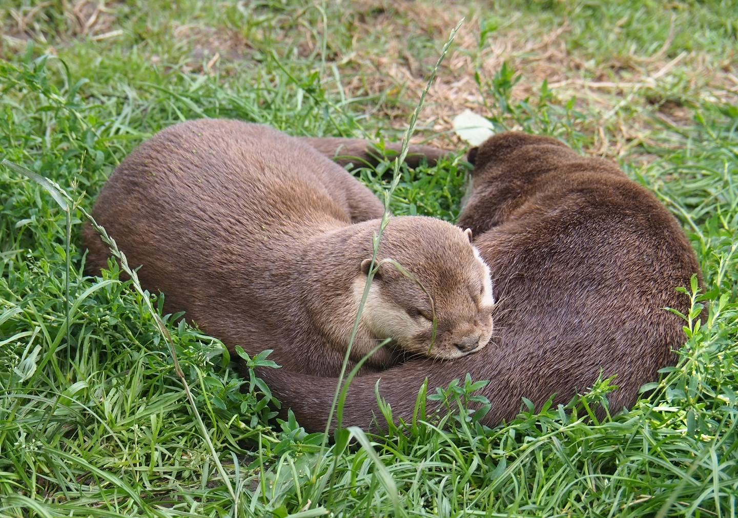 Asian small-clawed otters (Aonyx cinerea)