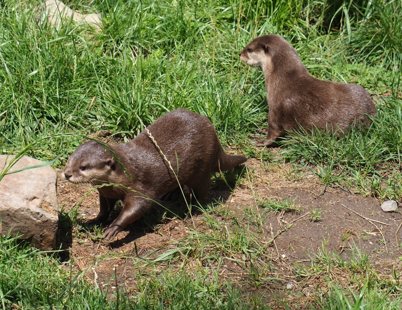 Asian small-clawed otters (Aonyx cinerea)